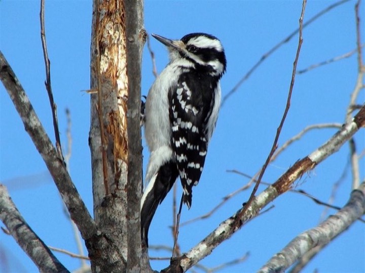 Hairy Woodpecker (Leuconotopicus villosus)