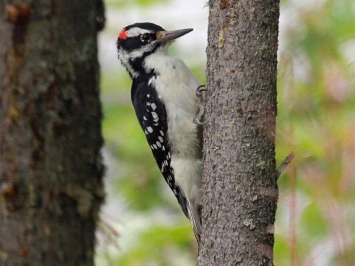 Hairy Woodpecker (Leuconotopicus villosus)
