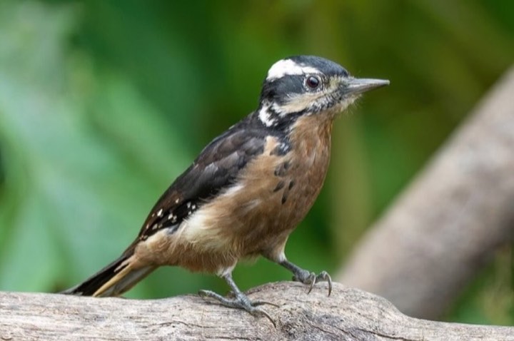 Hairy Woodpecker (Leuconotopicus villosus)