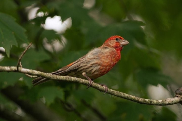 House Finch (Haemorhous mexicanus)