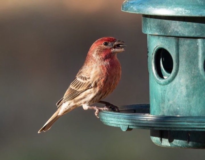 House Finch (Haemorhous mexicanus)