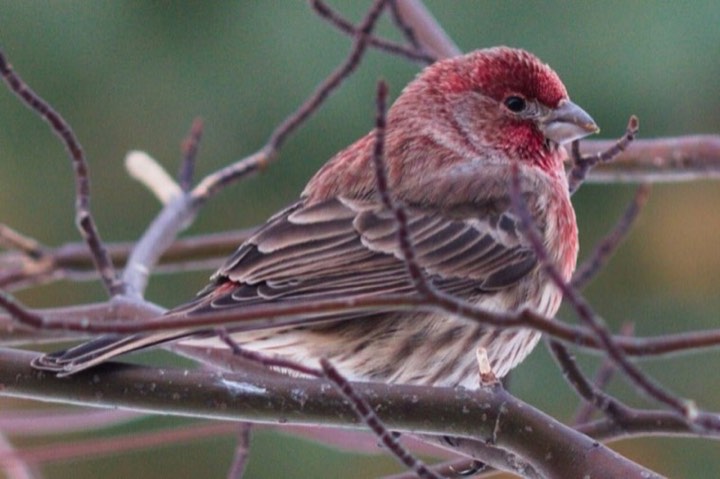 House Finch (Haemorhous mexicanus)