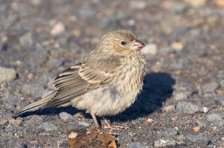 House Finch (Haemorhous mexicanus)