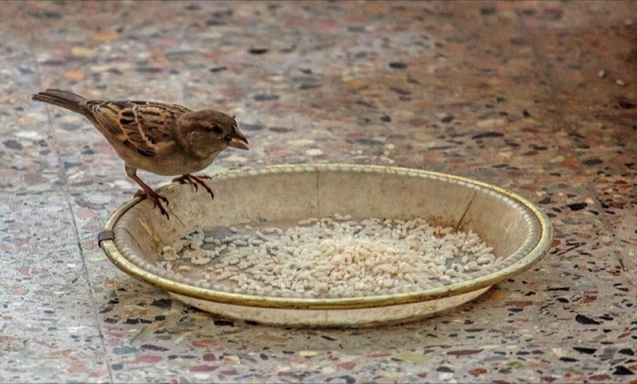 House Sparrow (Passer domesticus)