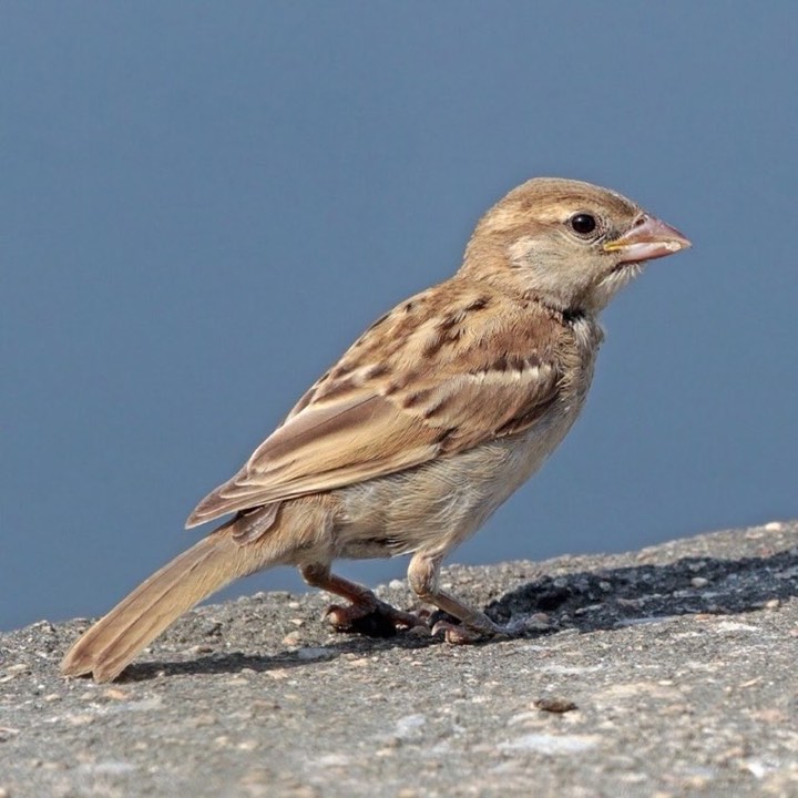 House Sparrow (Passer domesticus)