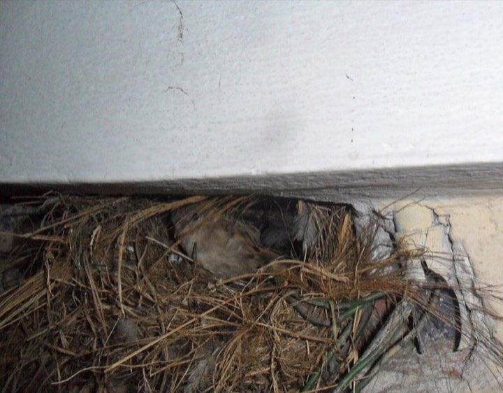 House Sparrow (Passer domesticus)