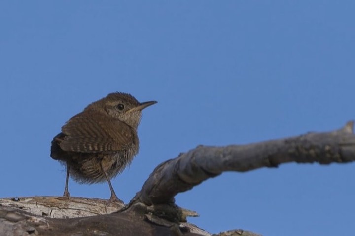 House Wren (Troglodytes aedon)
