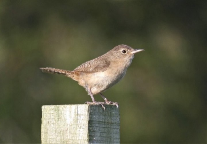 House Wren (Troglodytes aedon)