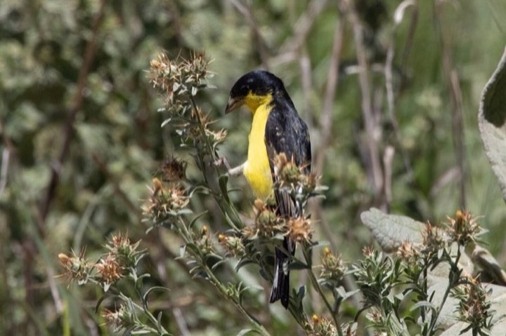 Lesser Goldfinch (Spinus psaltria)