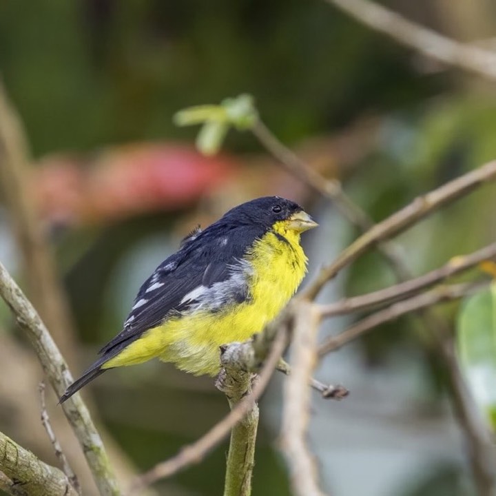 Lesser Goldfinch (Spinus psaltria)