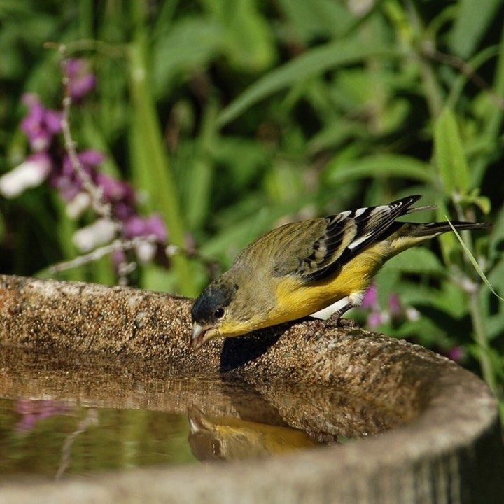 Lesser Goldfinch (Spinus psaltria)