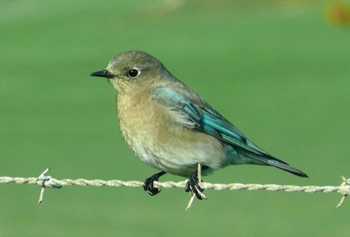 Mountain Bluebird (Sialia currucoides)