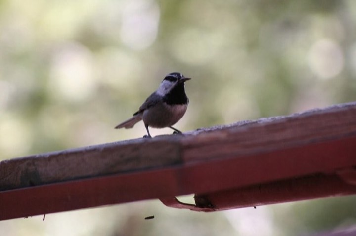 Mountain Chickadee (Poecile gambeli)