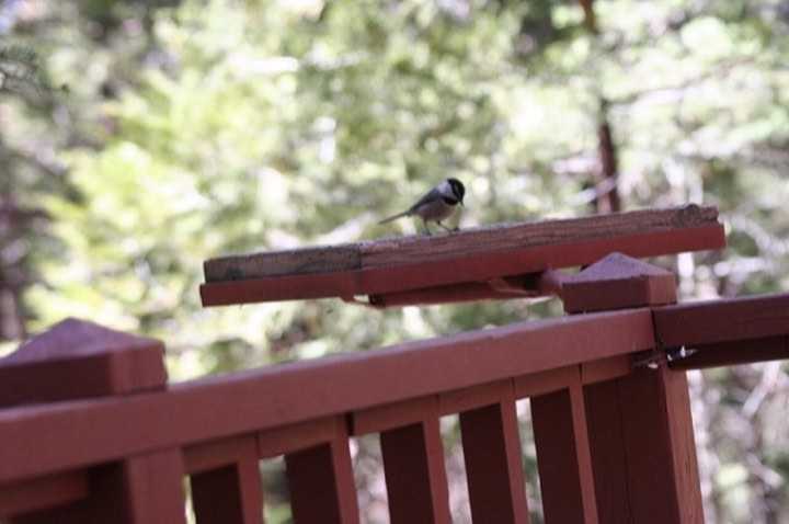 Mountain Chickadee (Poecile gambeli)