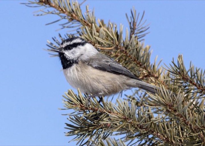 Mountain Chickadee (Poecile gambeli)