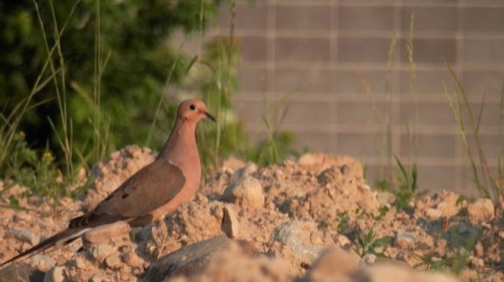 Mourning Dove (Zenaida macroura)