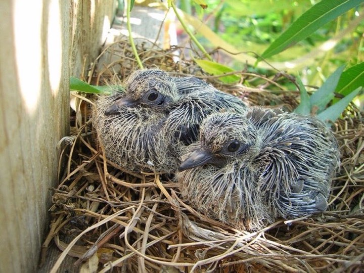 Mourning Dove (Zenaida macroura)