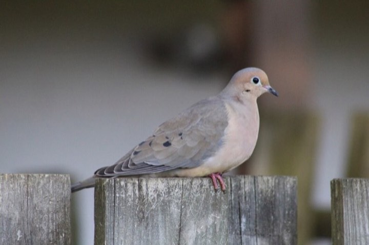 Mourning Dove (Zenaida macroura)