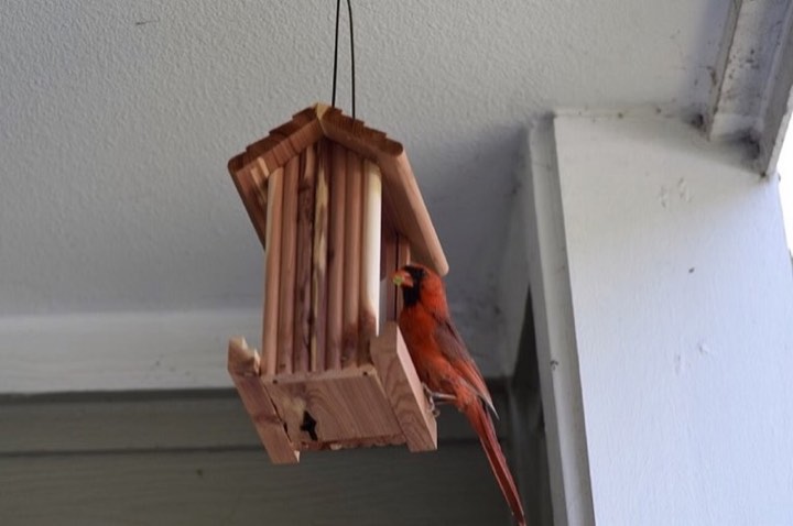 Northern Cardinal (Cardinalis cardinalis)