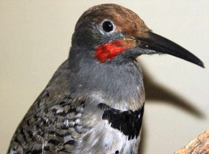 Northern Flicker (Colaptes auratus)