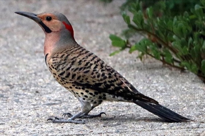 Northern Flicker (Colaptes auratus)