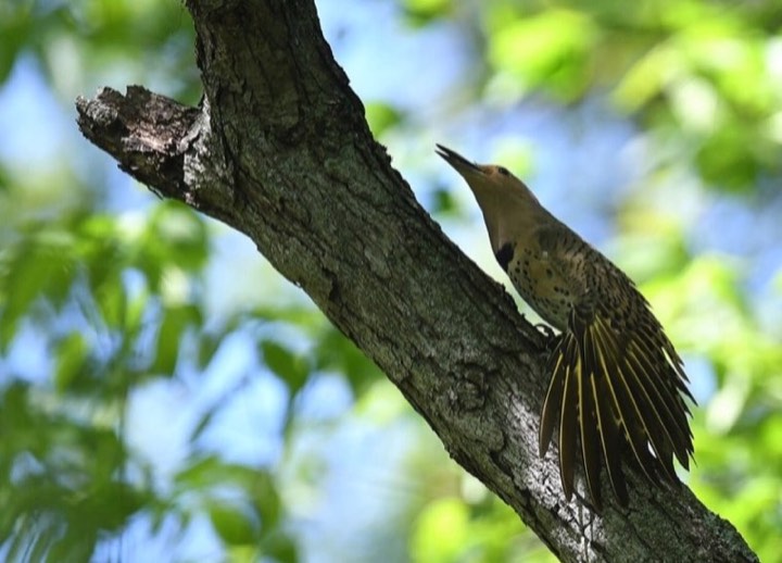 Northern Flicker (Colaptes auratus)