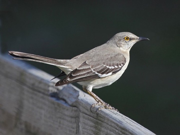 Northern Mockingbird (Mimus polyglottos)