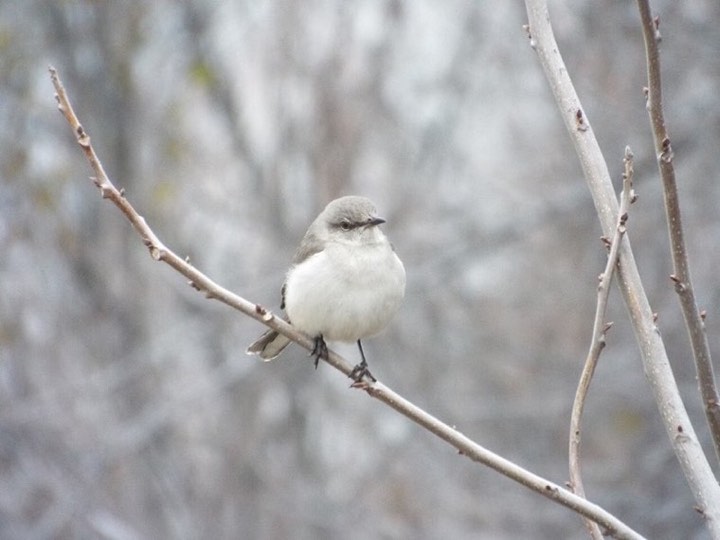 Northern Mockingbird (Mimus polyglottos)