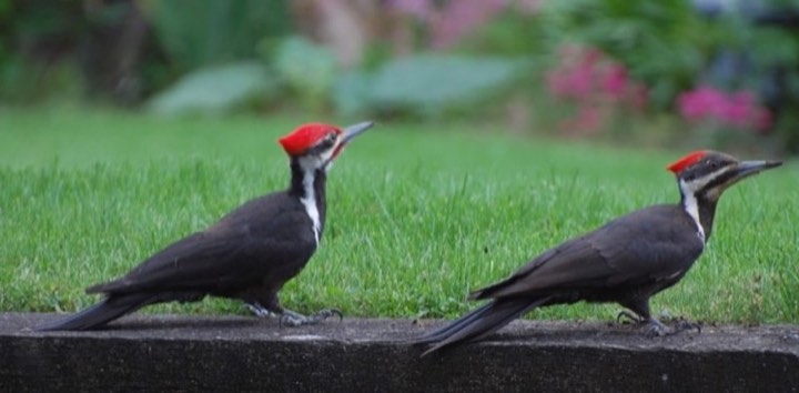 Pileated Woodpecker (Dryocopus pileatus)