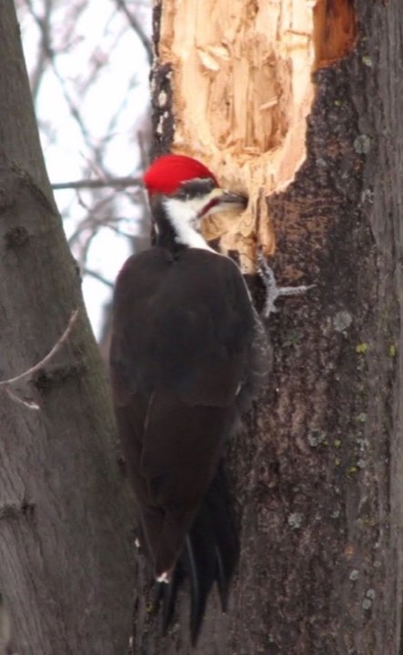 Pileated Woodpecker (Dryocopus pileatus)