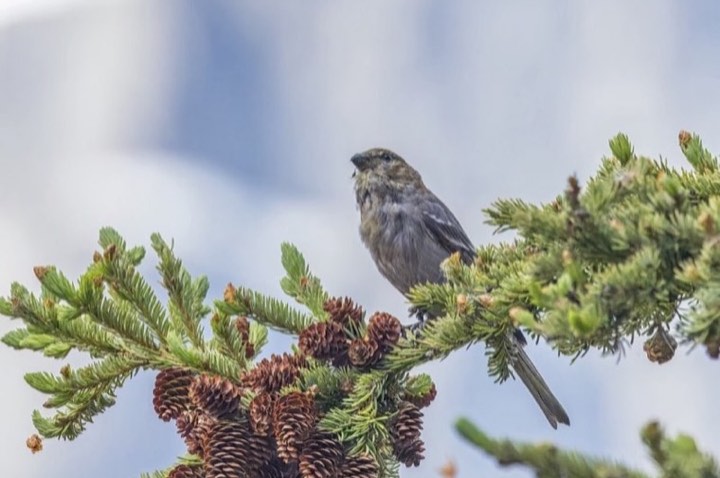 Pine Grosbeak (Pinicola enucleator)