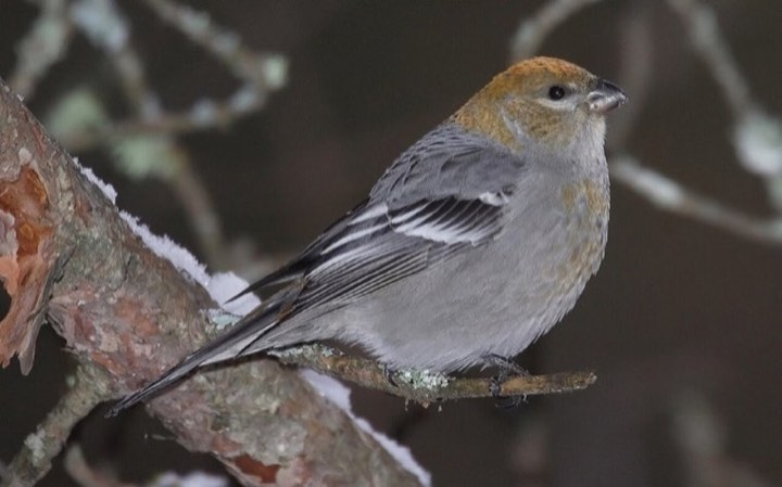 Pine Grosbeak (Pinicola enucleator)