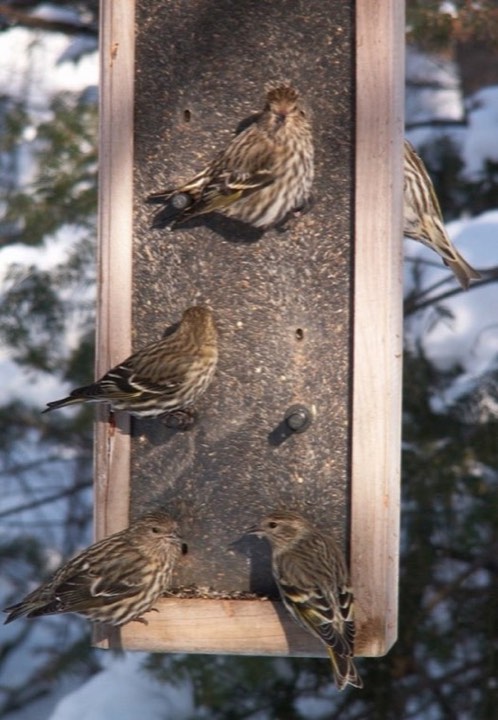 Pine Siskin (Spinus pinus)