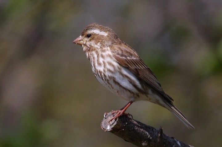 Purple Finch (Haemorhous purpureus)
