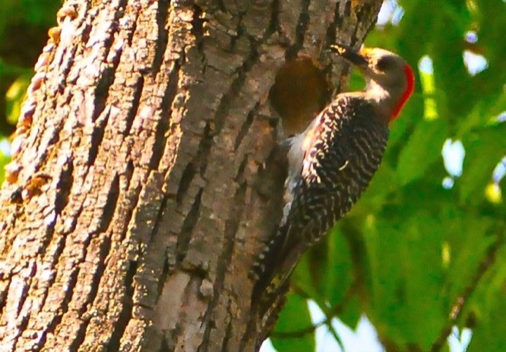 Red-bellied Woodpecker (Melanerpes carolinus)