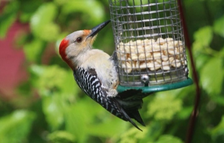 Red-bellied Woodpecker (Melanerpes carolinus)