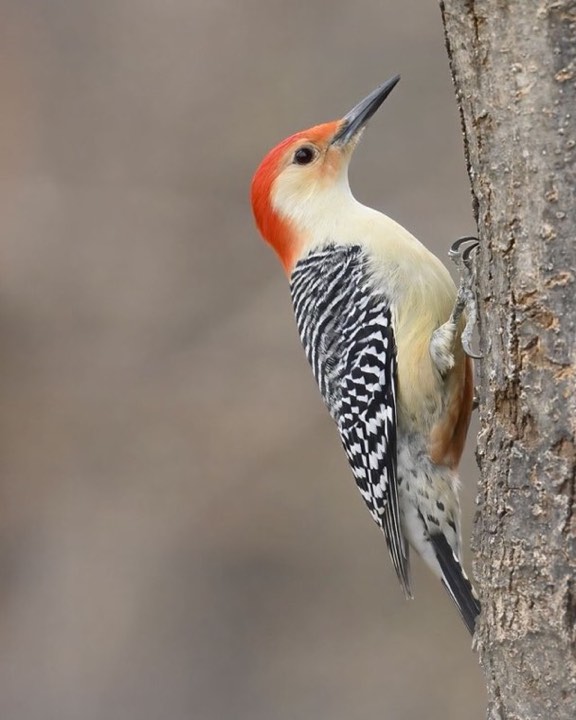 Red-bellied Woodpecker (Melanerpes carolinus)