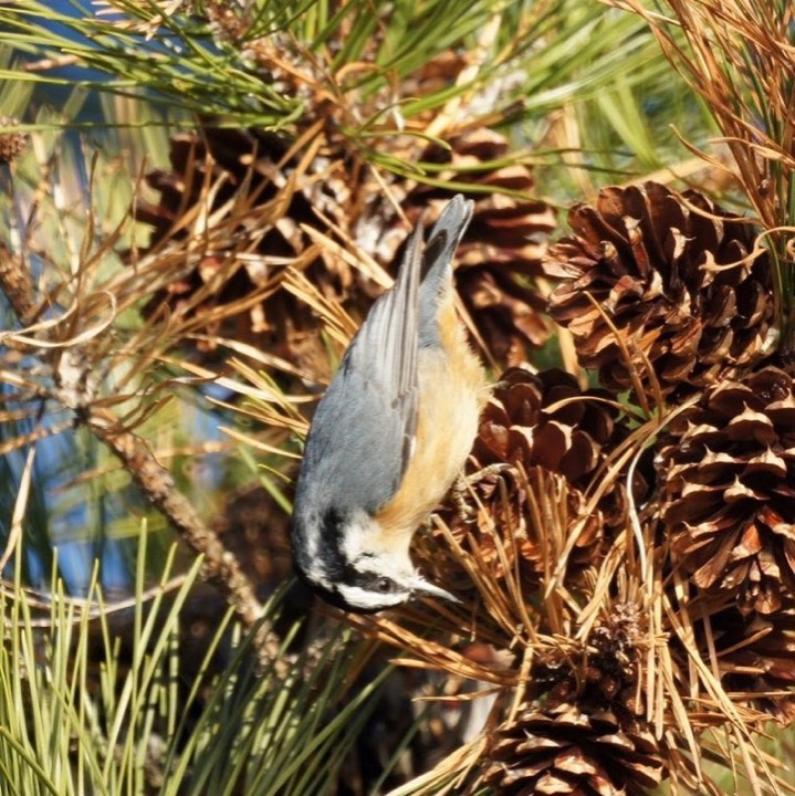 Red-breasted Nuthatch (Sitta canadensis)