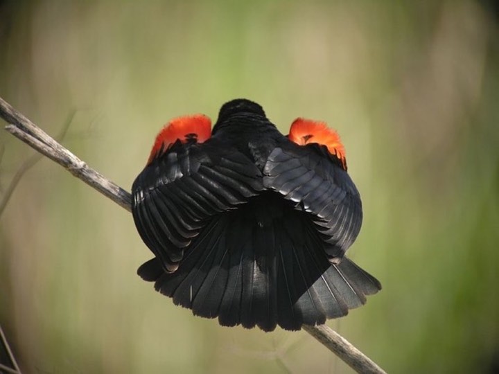 Red-winged Blackbird (Agelaius phoeniceus)