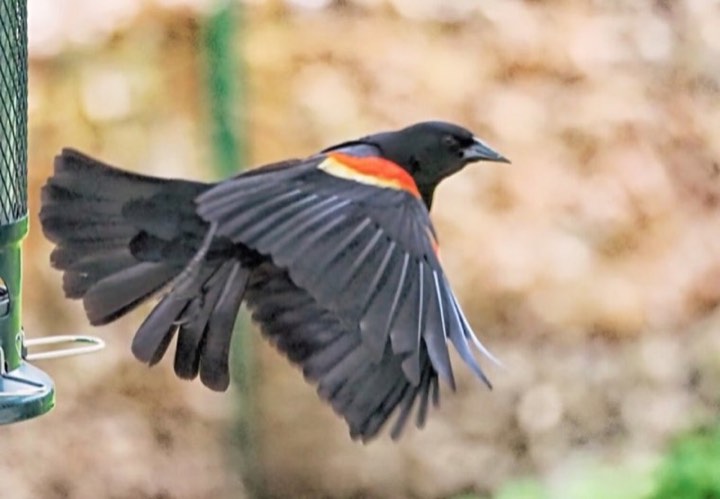 Red-winged Blackbird (Agelaius phoeniceus)