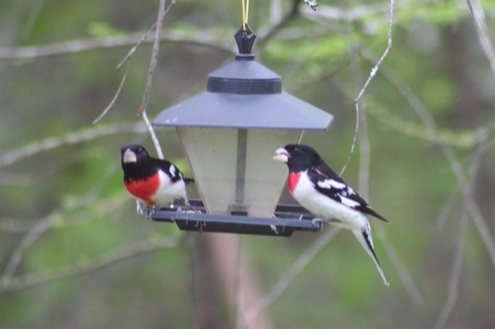 Rose-breasted Grosbeak (Pheucticus ludovicianus)