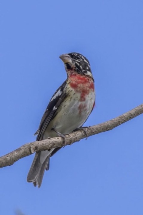 Rose-breasted Grosbeak (Pheucticus ludovicianus)