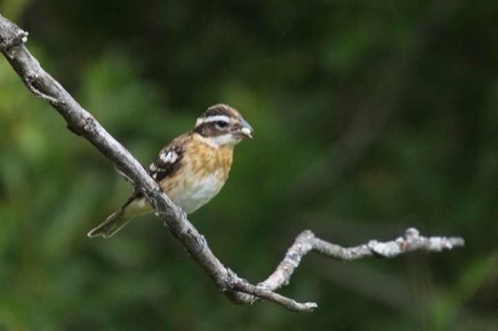 Rose-breasted Grosbeak (Pheucticus ludovicianus)