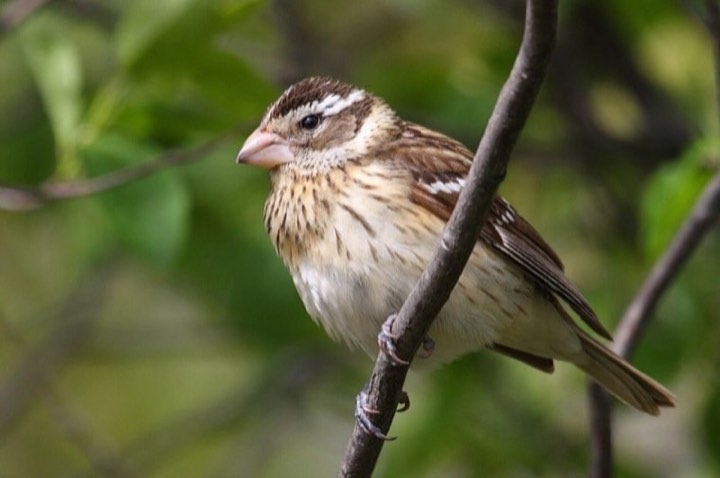 Rose-breasted Grosbeak (Pheucticus ludovicianus)