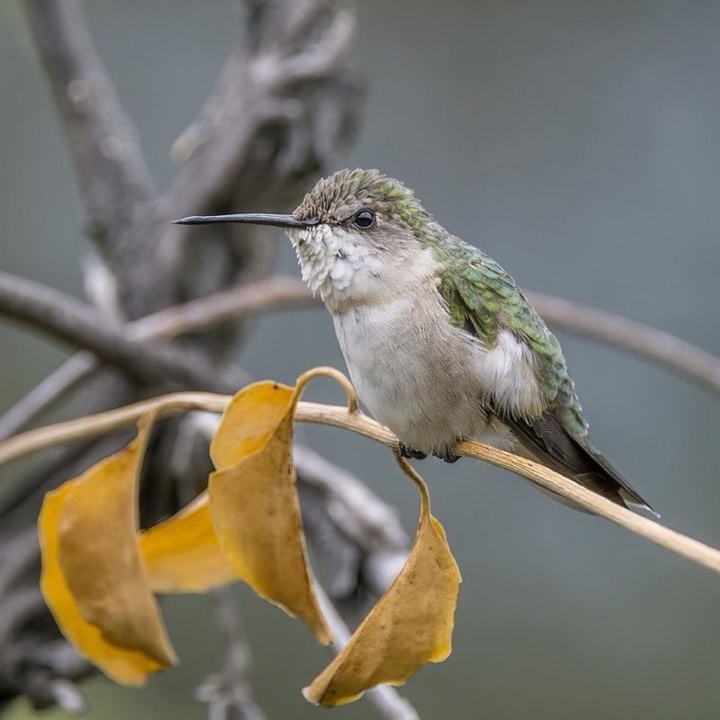 Ruby-throated Hummingbird (Archilochus colubris)
