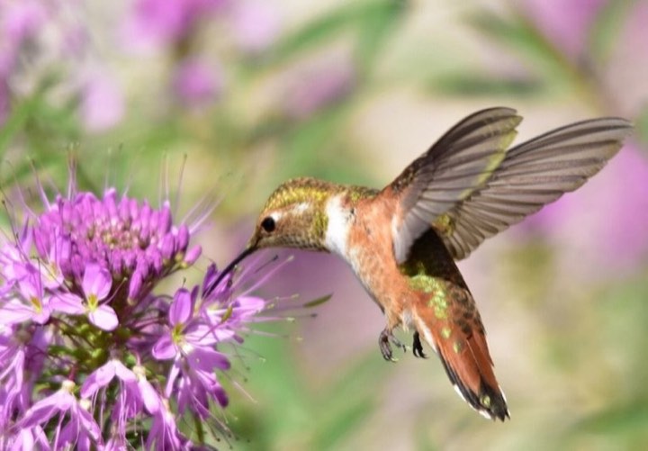 Rufous Hummingbird (Selasphorus rufus)
