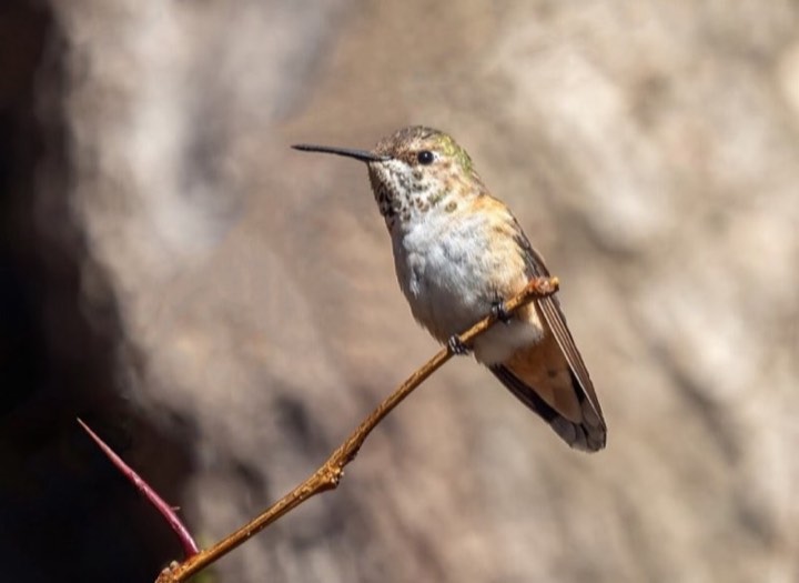 Rufous Hummingbird (Selasphorus rufus)