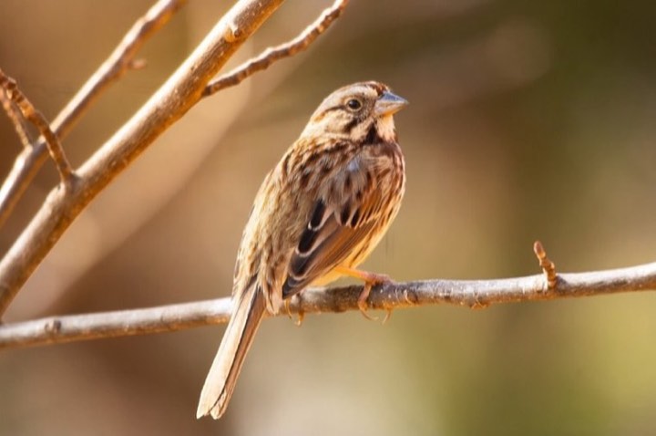 Song Sparrow (Melospiza melodia)