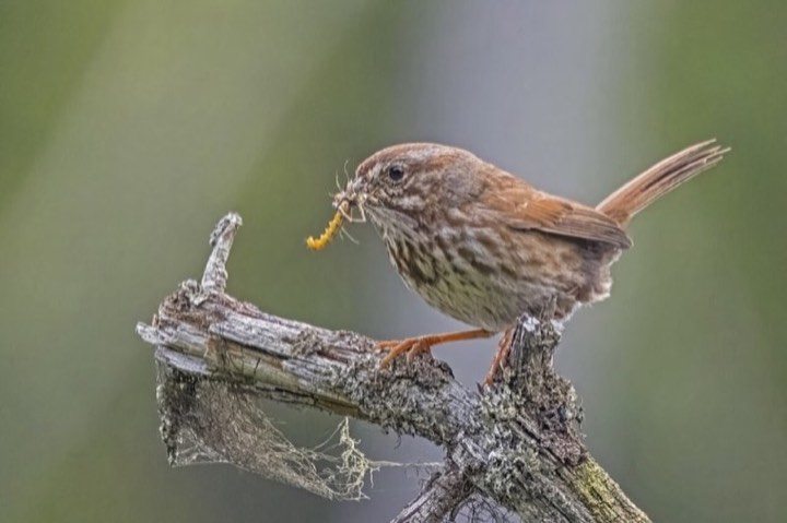 Song Sparrow (Melospiza melodia)