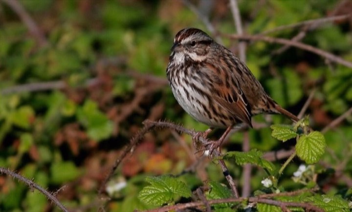 Song Sparrow (Melospiza melodia)